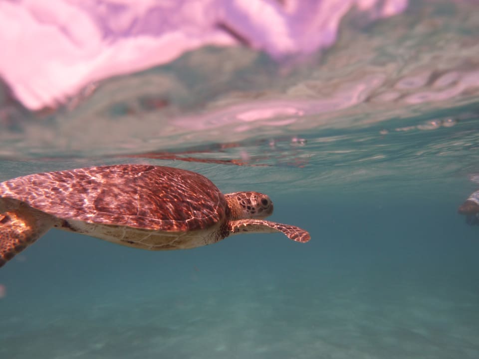 Sport & Freizeit Akumal Bay Beach & Wellness Resort