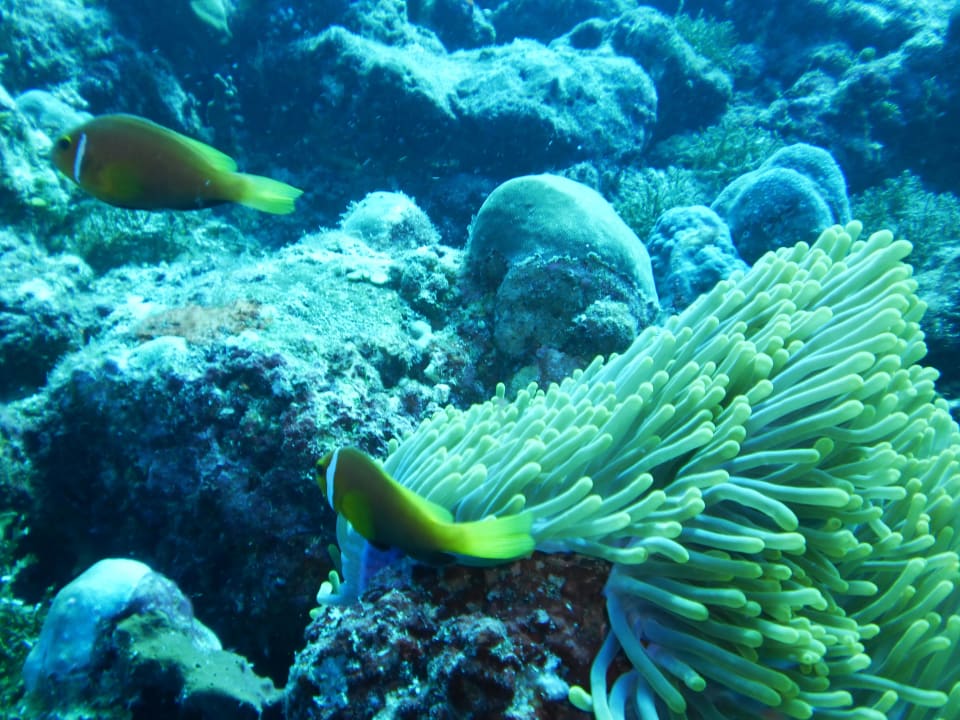 Beim Tauchen Summer Island Maldives