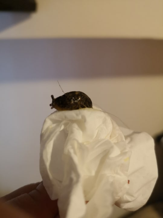 Zimmer Hotel Pembridge Palace