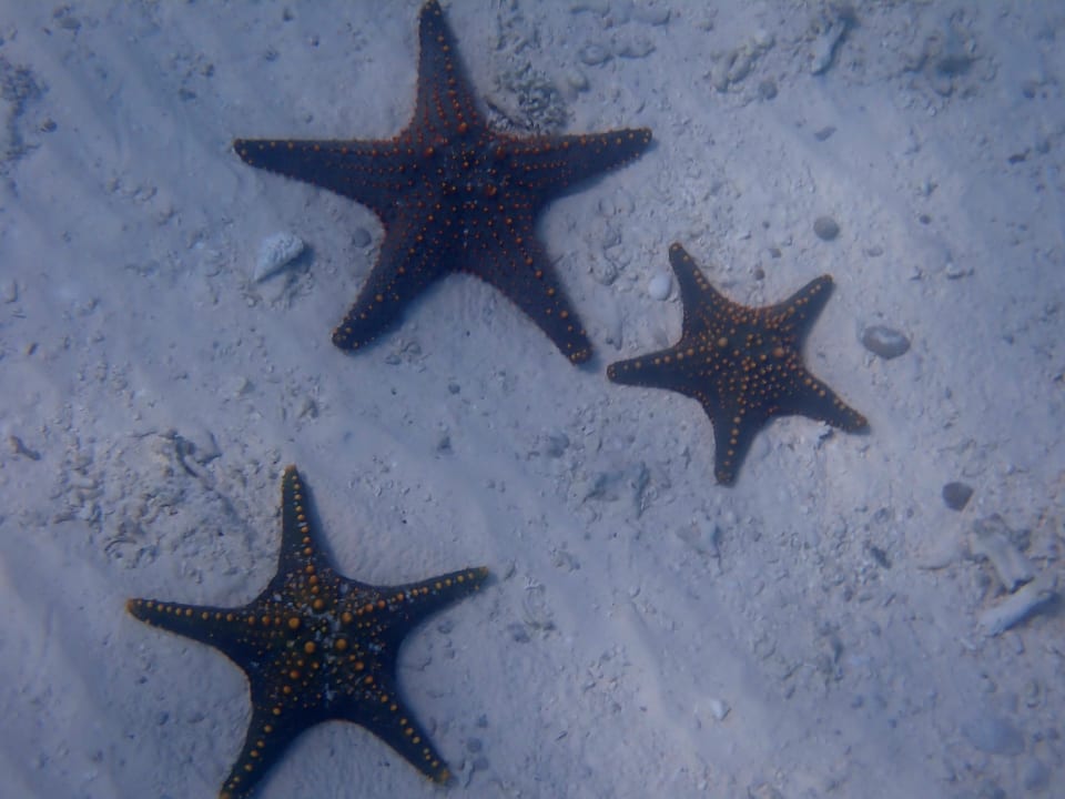 Strand Karafuu Beach Resort & Spa