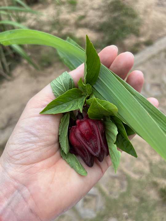 Gartenanlage ROBINSON NAM HOI AN