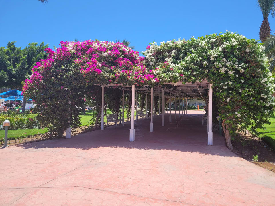 Gartenanlage Desert Rose
