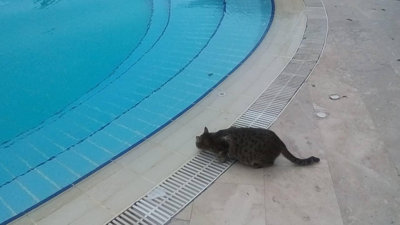 Вода в апреле не сильно хлорирована) Limak Limra Hotel & Resort