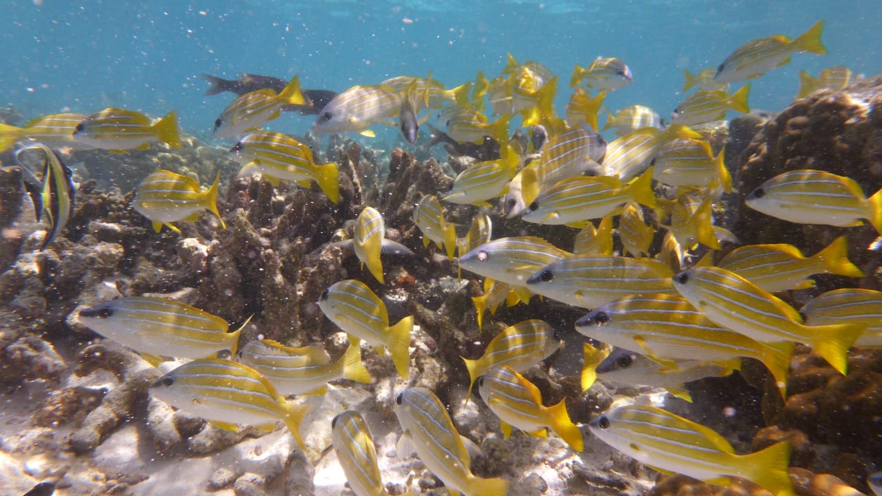 Sport & Freizeit Hotel Riu Palace Maldivas