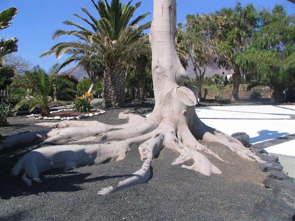 Trotzdem  schön  -  im Hotelgarten Dreams Lanzarote Playa Dorada Resort & Spa