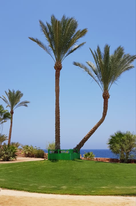 Gartenanlage Steigenberger Coraya Beach - Adults only