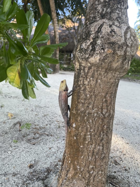 Gartenanlage Kuramathi Maldives