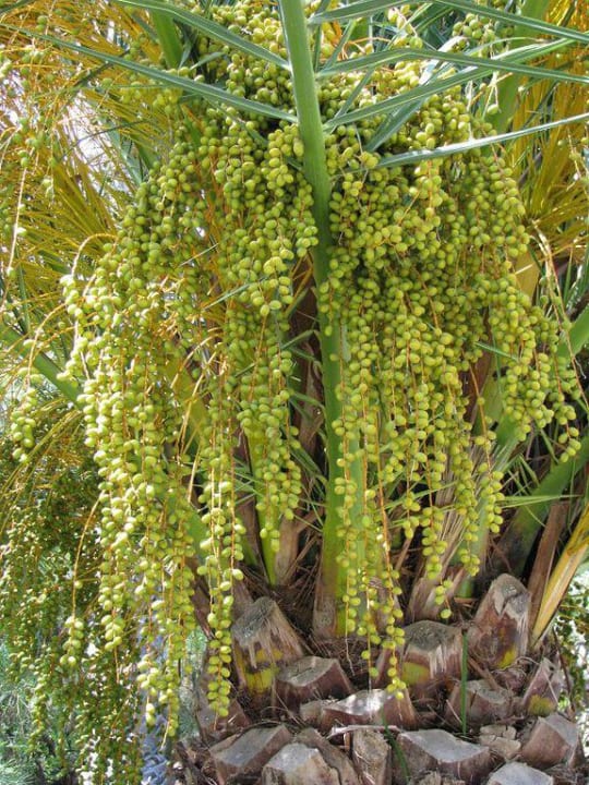 Hotelanlage Ali Bey Club