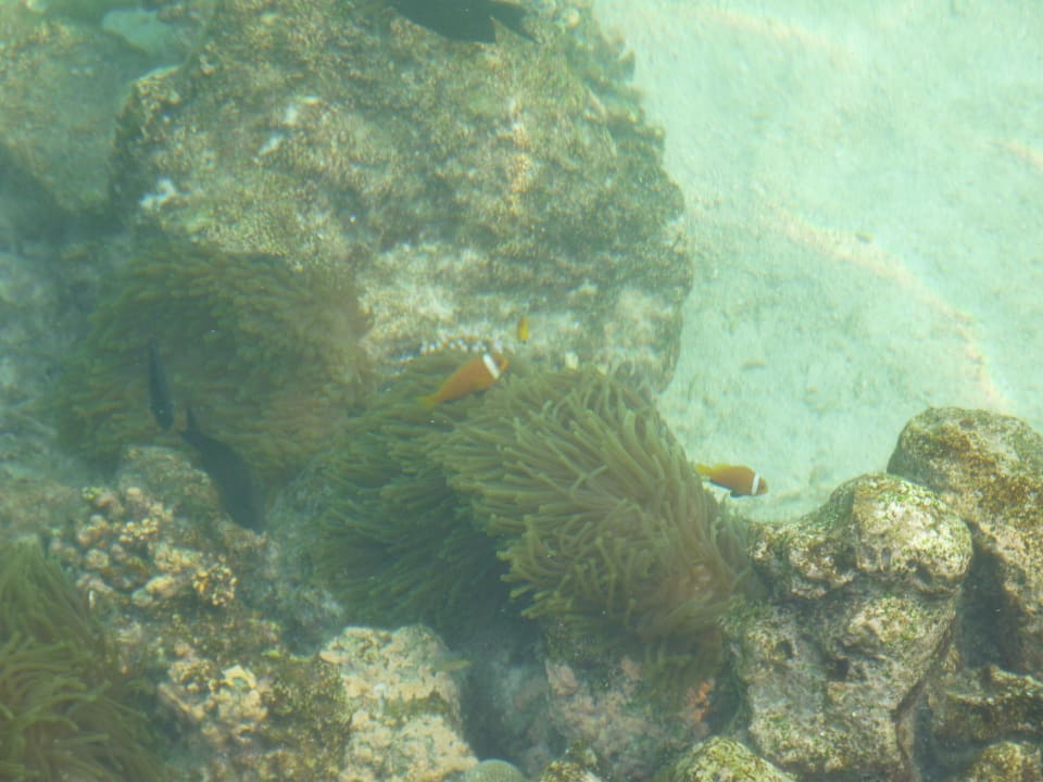 Bunte Fischwelt am Steg Summer Island Maldives