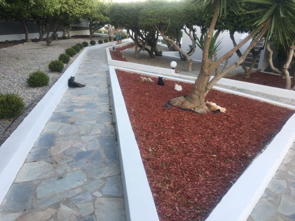 Gartenanlage Dimitra Beach Hotel & Suites