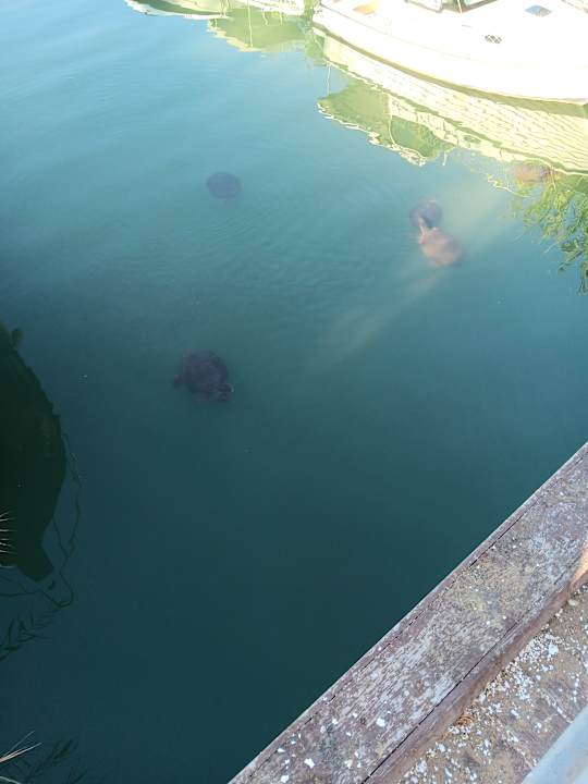 Außenansicht Aydinbey Kings Palace & Spa