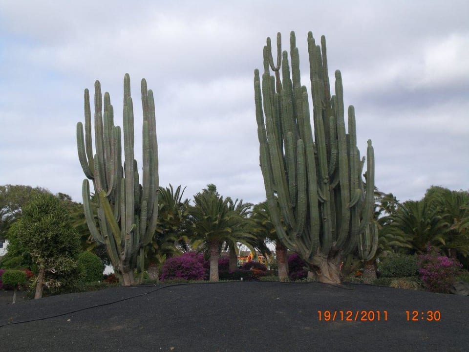 Kakteen Relaxia Olivina