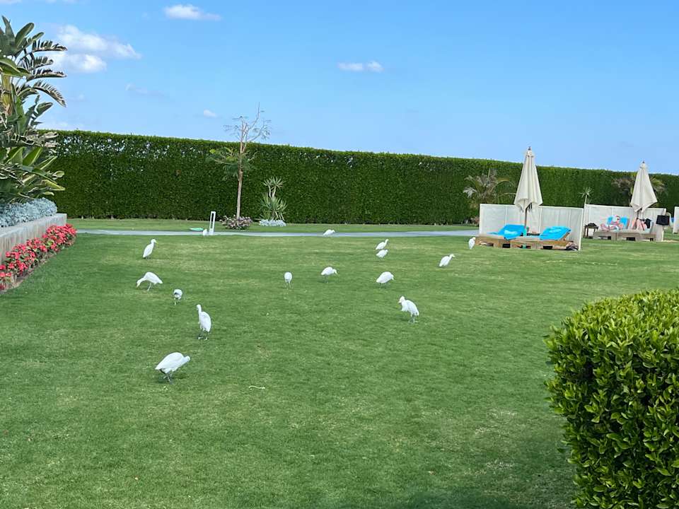 Gartenanlage Steigenberger Resort Alaya Marsa Alam - Red Sea - Adults only