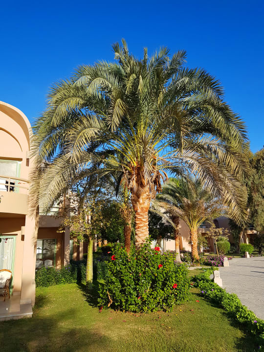 Gartenanlage Shams Alam Beach Resort