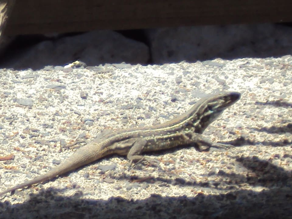 Kleine Besucher am Pool La Palma Princess