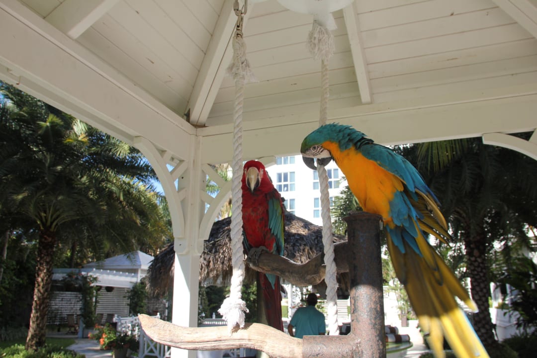 Papageien am Pool The Palms Hotel & Spa