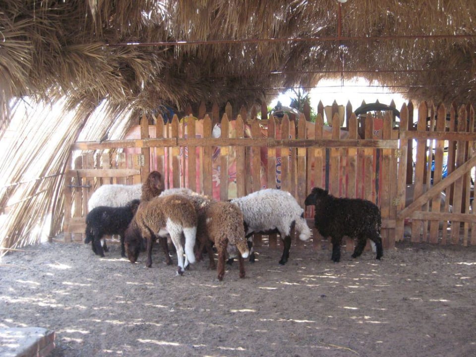 Die hauseigenen Schafe Steigenberger Coraya Beach - Adults only