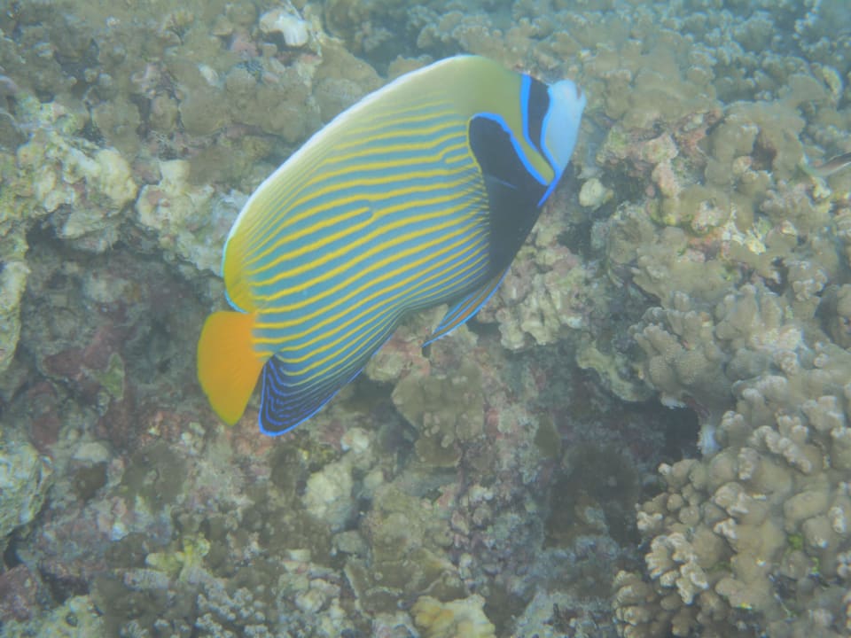 Unterwasser Adaaran Select Hudhuran Fushi - Premium All Inclusive