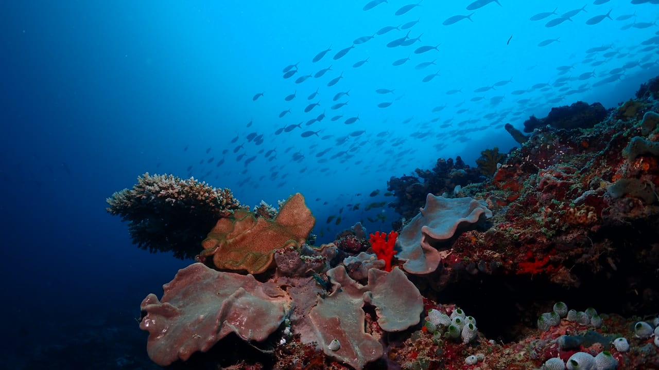 Boutique Beach All Inclusive Diving Hotel Boutique Beach All Inclusive Diving Hotel