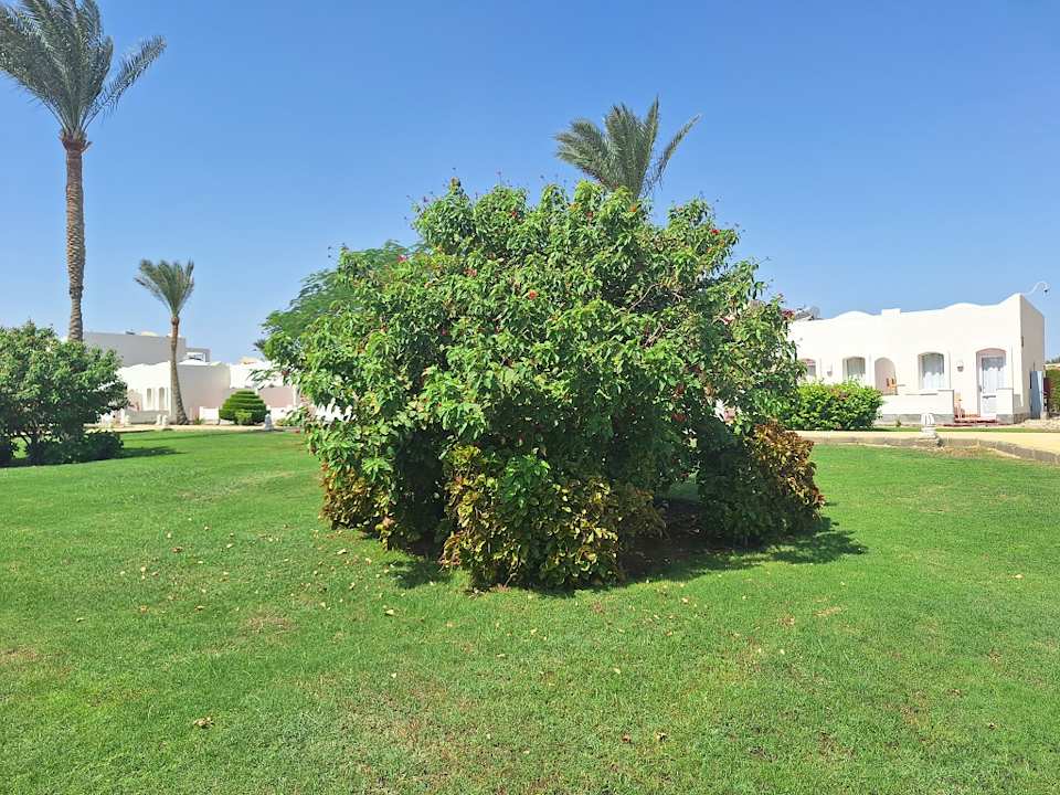 Gartenanlage JAZ Neo Reef Marsa