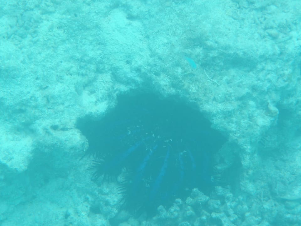 Unterwasserwelt Cinnamon Dhonveli Maldives