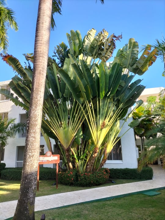 Gartenanlage Viva Heavens by Wyndham - All Inclusive Resort