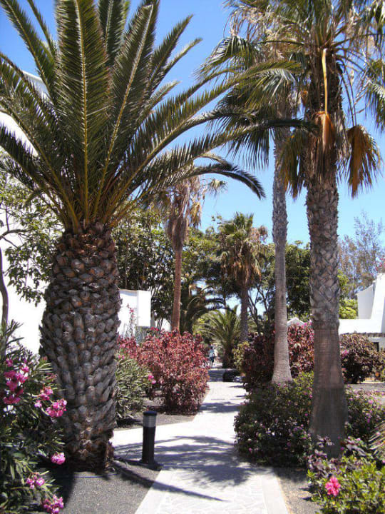 Weg vor dem Teneriffa-Block allsun App.-Hotel Albatros
