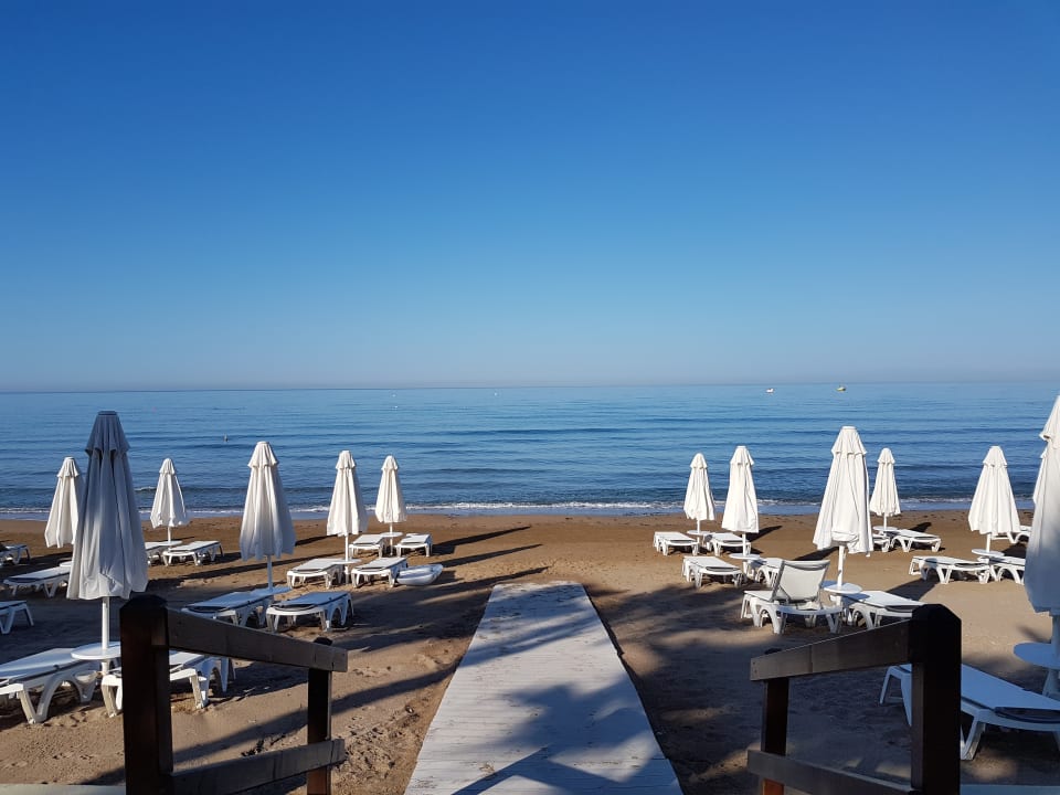 Strand Acanthus Cennet Barut Collection