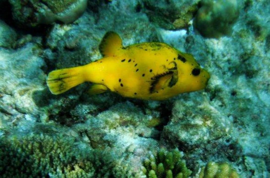 Schnorcheln am Hausriff Kuramathi Maldives