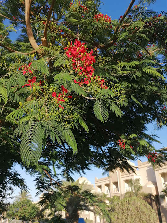 Gartenanlage Serenity Alpha Beach