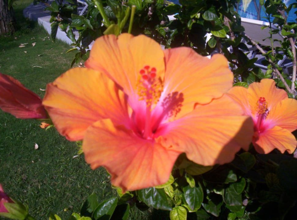 Hibiscusbäumchen allsun Hotel Malia Beach