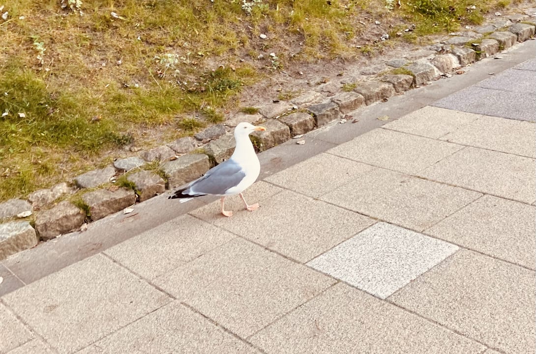 Strand Morada Resort Kühlungsborn