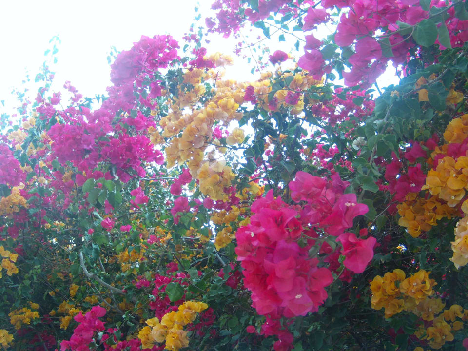 Blumenpracht H10 Tenerife Playa