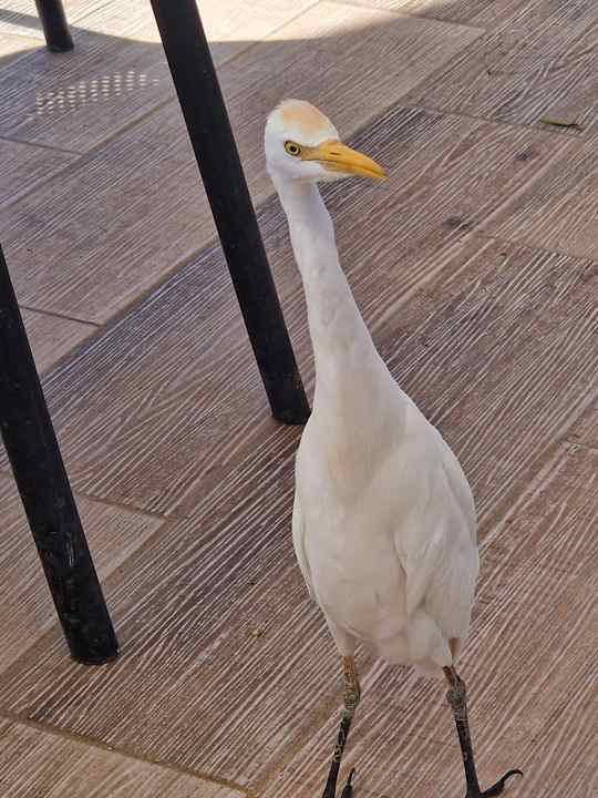 Gartenanlage Amarina Abu Soma Resort & Aquapark