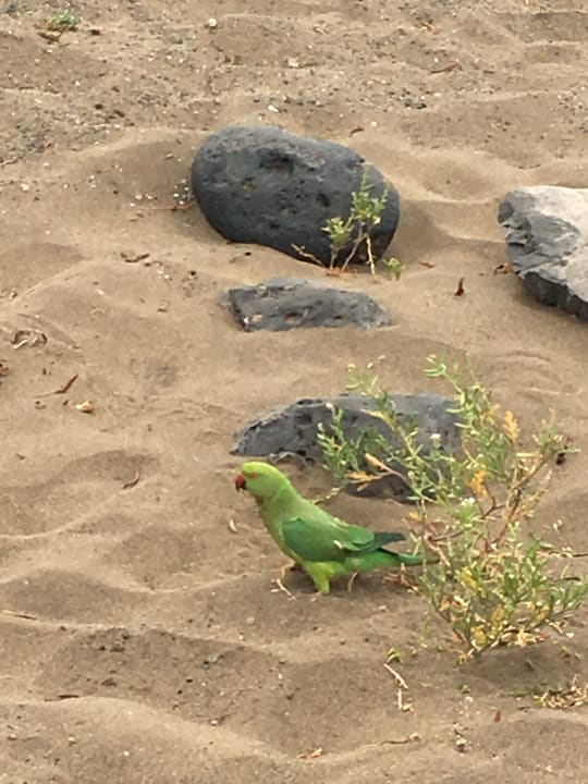 Strand Relaxia Olivina