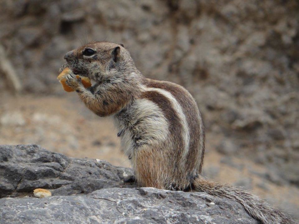 Na skałkach w blisko hotelu SBH Hotel Taro Beach
