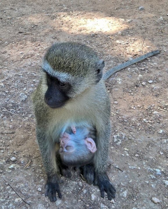 Affenmutter mit Jungtier Bahari Beach Hotel