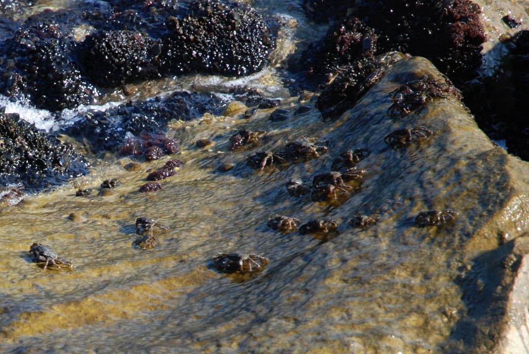 Strand Hotel International