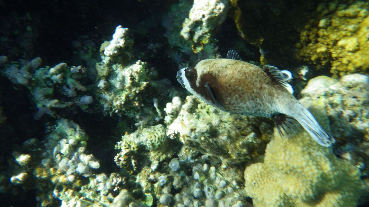 Kugelfisch Jaz Makadi Oasis Resort