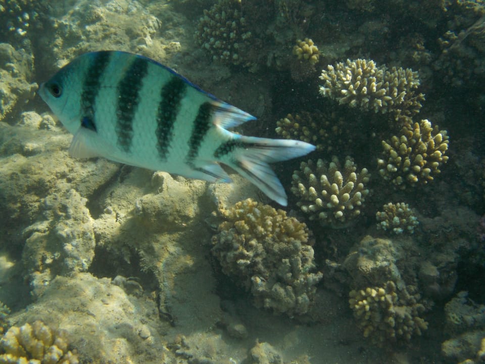 Sport & Freizeit Jaz Makadi Saraya Resort