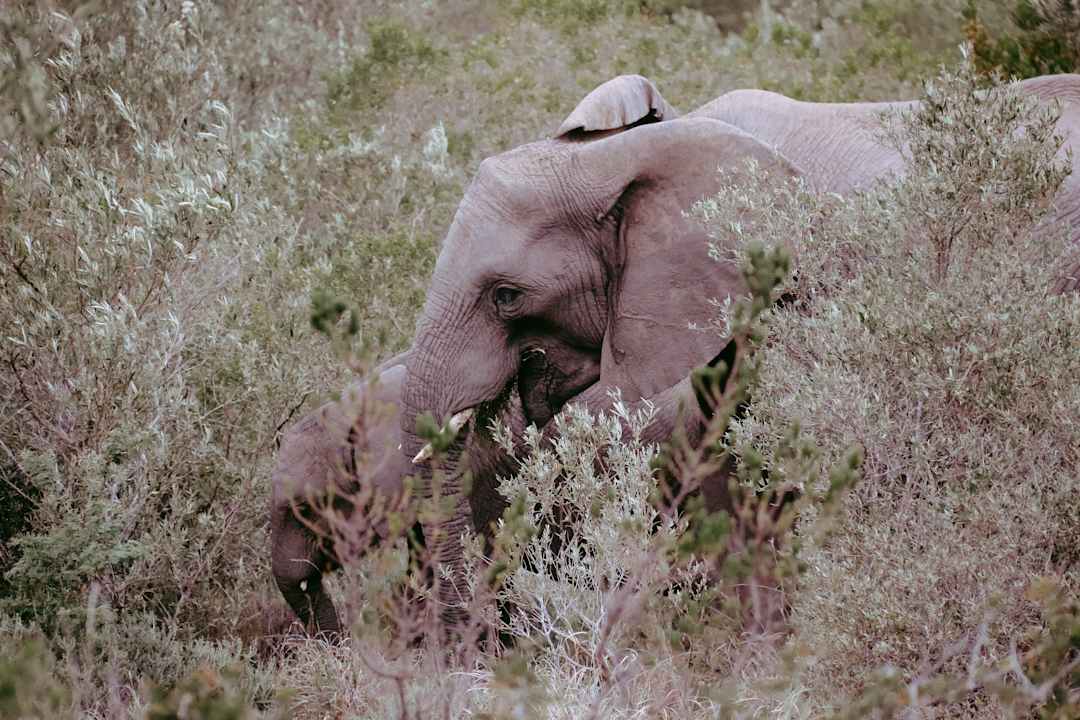 Sonstiges Hotel Pumba Private Game Reserve