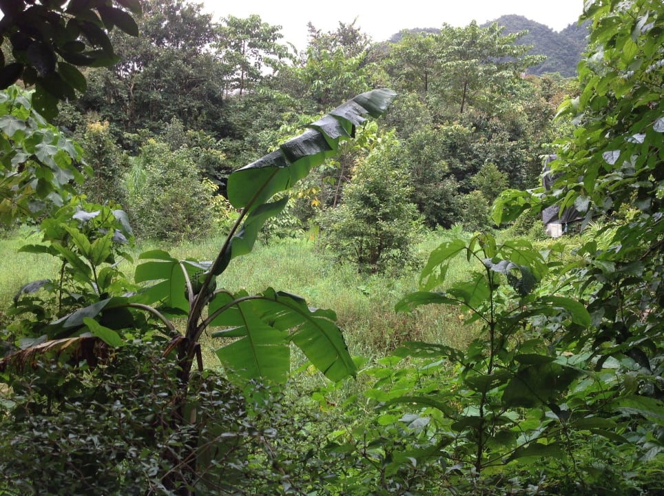 Blick in den Garten Khao Sok Paradise Resort