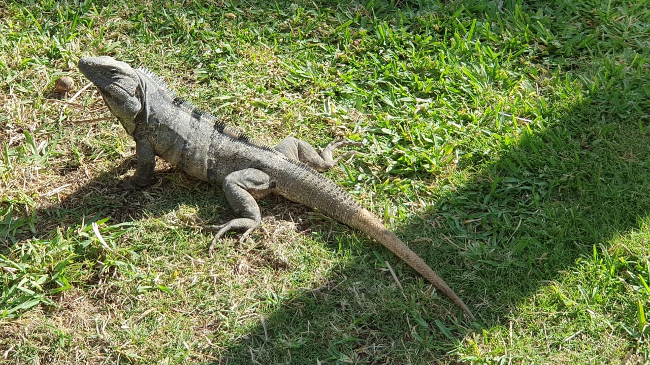 Gartenanlage Bahia Principe Grand Tulum