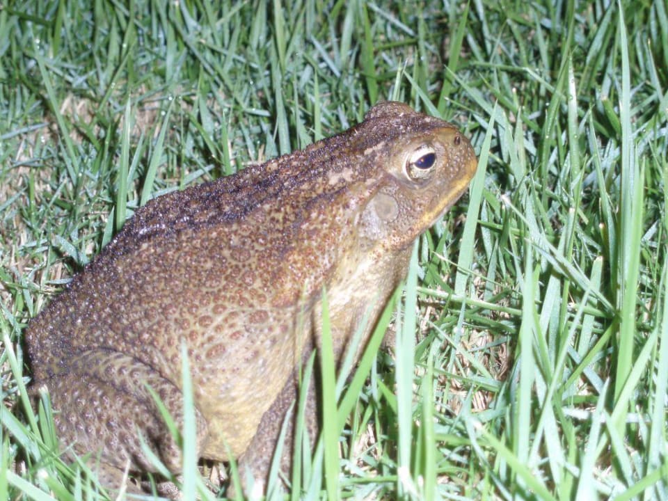 °Ochsenfrosch oder die verwunschene Princessin?" Punta Cana Princess All Suites Resort & Spa