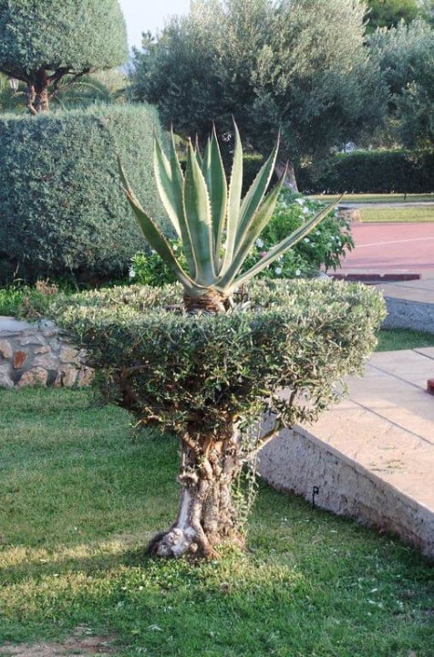Garten Blue Dolphin Resort Hotel