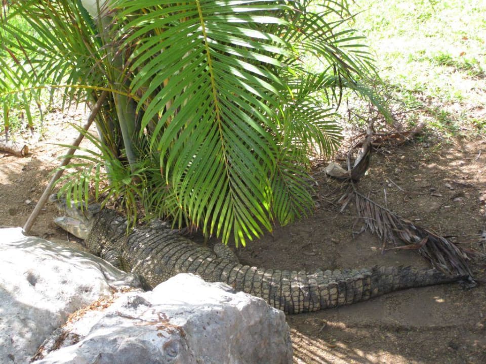 Krokodile Grand Palladium Select White Sand Resort & Spa