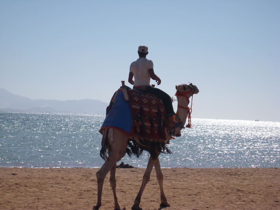 Am Strand Regency Plaza Aqua Park & Spa