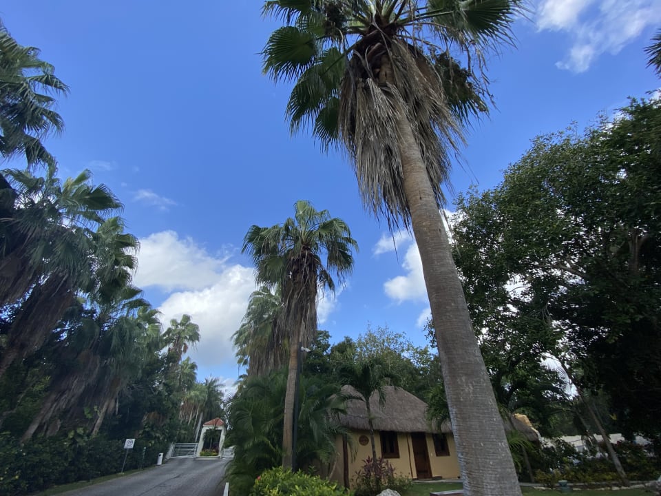 Gartenanlage Grand Oasis Tulum Riviera - All Inclusive