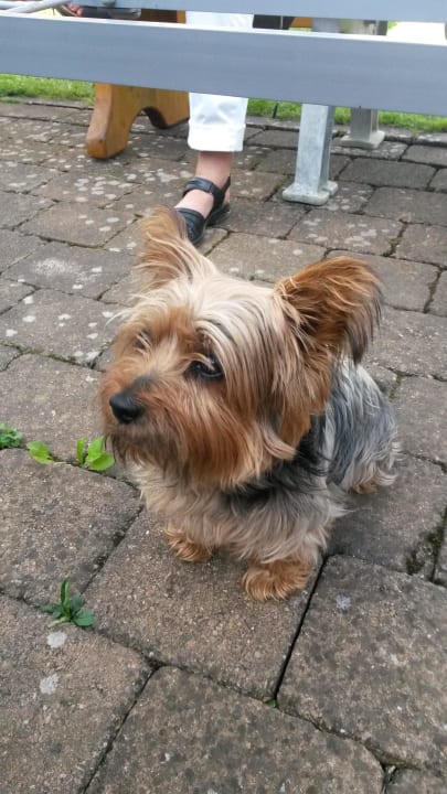 Der Wachhund vom Hotel Hotel Staufenblick
