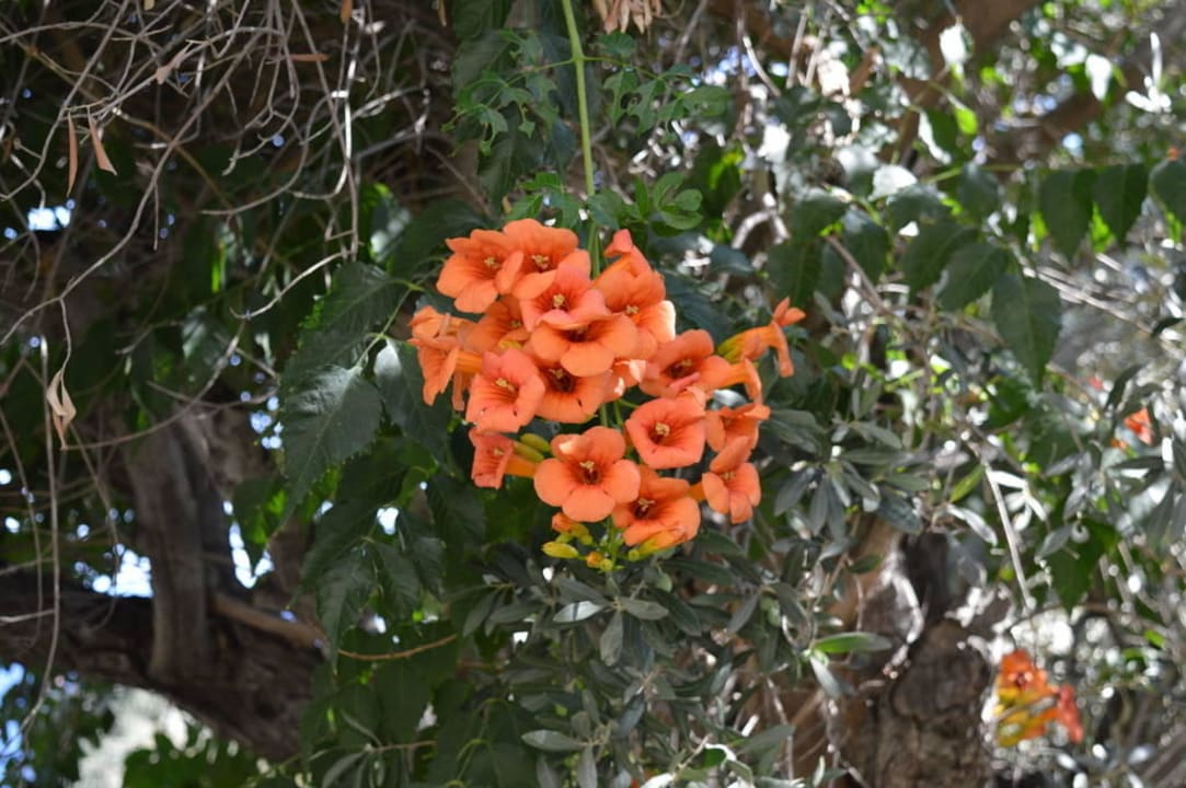 Es blüht überall Hotel Kalithea Horizon Royal